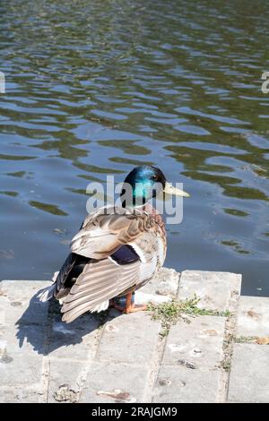 Foto einer männlichen Ente, die am Wasser auf dem Bürgersteig sitzt Stockfoto