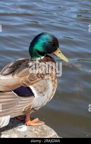 Foto einer männlichen Ente, die am Wasser auf der Straße steht Stockfoto