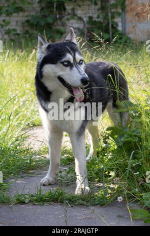 Foto des Hundes, der zur Seite blickt und auf dem Weg neben dem Gras steht Stockfoto