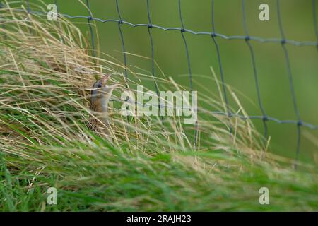 Corncrake Crex crex, Erwachsener singt im Grasland entlang des Zauns, Clachan Mòr, Tiree, Schottland, Vereinigtes Königreich, Mai Stockfoto