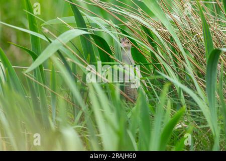 Corncrake Crex crex, Erwachsene in Yellow Iris Iris pseudacorus, Clachan Mòr, Tiree, Schottland, Vereinigtes Königreich, Mai Stockfoto