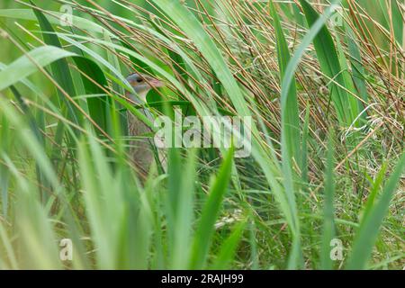 Corncrake Crex crex, Erwachsene in Yellow Iris Iris pseudacorus, Clachan Mòr, Tiree, Schottland, Vereinigtes Königreich, Mai Stockfoto