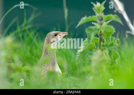 Corncrake Crex crex, Erwachsene in dichter Vegetation, Crossapol, Tiree, Schottland, Vereinigtes Königreich, Mai Stockfoto