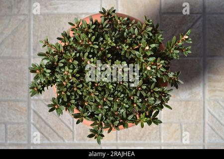 Draufsicht auf den chinesischen Zwergrhododendron im Blumentopf Stockfoto