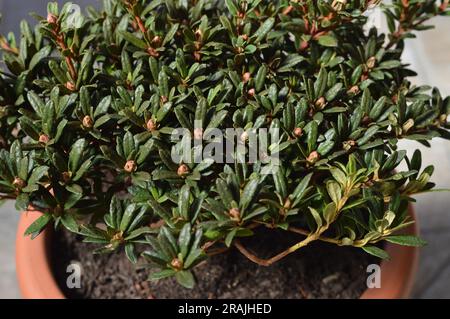 Nahaufnahme des chinesischen Zwergrhododendrons mit Knospen Stockfoto
