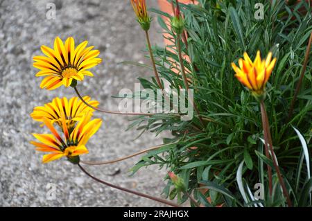 Azanienblumen wachsen in Behältern Stockfoto