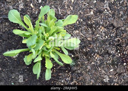 Frühlingsform der Pflanze Gaillardia grandiflora (Decken-Blume) Stockfoto