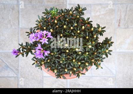 Chinesischer Zwergrhododendron im Topf, Draufsicht Stockfoto