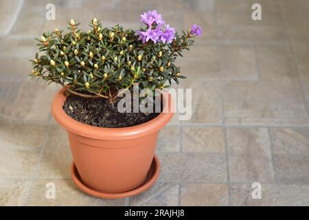 Blühender chinesischer Zwergrhododendron, der im Blumentopf gepflanzt wurde Stockfoto