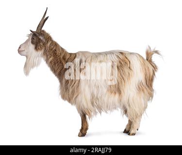 Süße, hellbraune holländische Landratte, Seitenwege stehen. Der Blick von der Kamera weg. Isoliert auf weißem Hintergrund. Stockfoto