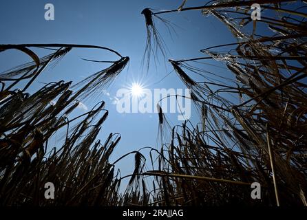 Riethnordhausen, Deutschland. 04. Juli 2023. Die Wintergerste steht auf einem der Universal Agrar GmbH gehörenden Feld am Rande einer Pressekonferenz, die vom Deutschen Bauernverband anlässlich des Beginns der Ernte 2023 veranstaltet wurde. Am selben Tag veröffentlichte der Deutsche Bauernverband seine erste Prognose für die diesjährige Ernte. In einigen Teilen Deutschlands, einschließlich des fruchtbaren Thüringer Beckens, beginnt die Getreideernte heute. Kredit: Martin Schutt/dpa/Alamy Live News Stockfoto