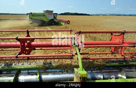 Riethnordhausen, Deutschland. 04. Juli 2023. Die Landwirte ernten Wintergerste mit Mähdreschern auf einem Feld der Universal Agrar GmbH. Am selben Tag veröffentlichte der Deutsche Bauernverband seine erste Prognose für die diesjährige Ernte. In einigen Teilen Deutschlands, einschließlich des fruchtbaren Thüringer Beckens, beginnt die Getreideernte heute. Kredit: Martin Schutt/dpa/Alamy Live News Stockfoto