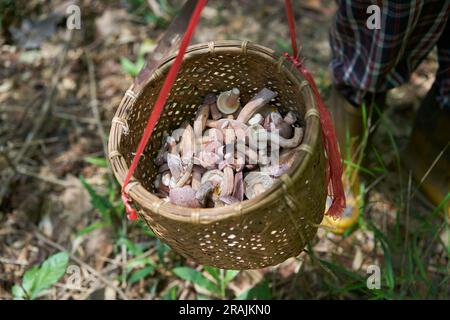 Thailänder pflücken wilde Pilze in einem Wald, im Norden Thailands. Stockfoto