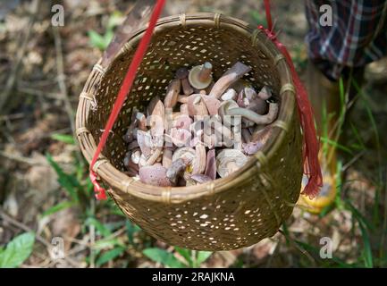 Thailänder pflücken wilde Pilze in einem Wald, im Norden Thailands. Stockfoto