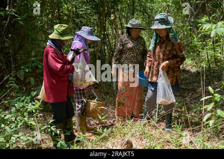 Thailänder pflücken wilde Pilze in einem Wald, im Norden Thailands. Stockfoto