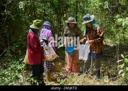 Thailänder pflücken wilde Pilze in einem Wald, im Norden Thailands. Stockfoto