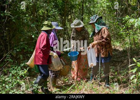 Thailänder pflücken wilde Pilze in einem Wald, im Norden Thailands. Stockfoto