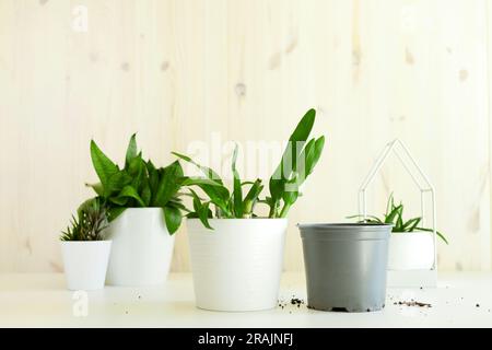 Grüne Heimpflanzen mit Plastiktopf am Heimtisch. Sammlung verschiedener Sukkulenten. Topfpflanze Stockfoto