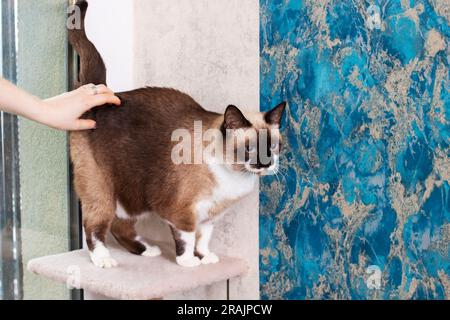 Siamesische Katze im Spielkomplex aus der Nähe Stockfoto