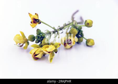 Gelbe kleine Blume auf weißem Hintergrund, lebendiges Gelb kleine Blüten auf klarem weißem Leinwand Stockfoto