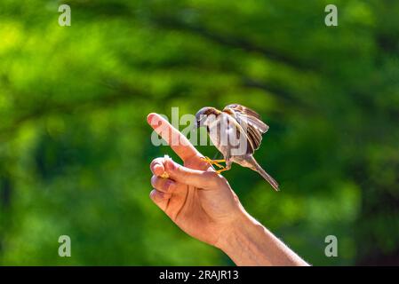 Vogel füttern. Ein Spatz gleitet und klammert sich an die Finger eines Mannes, um Brotkrümel zu essen. Stockfoto