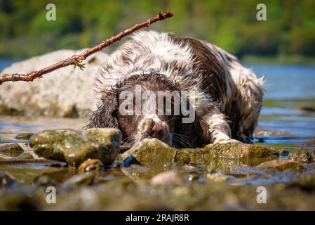 Englischer Springer Spaniel Schwimmen in Ullswater im Lake District, Großbritannien Stockfoto