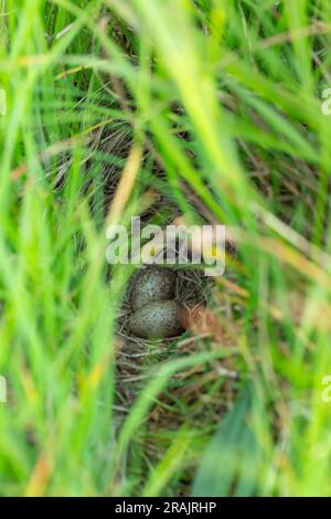 Eurasische Himmelslarke Alauda arvensis, zwei Eier in Wiesennest, Tiree, Schottland, Vereinigtes Königreich, Mai Stockfoto