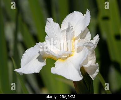 Iris Siberica „White Swirl“ Stockfoto