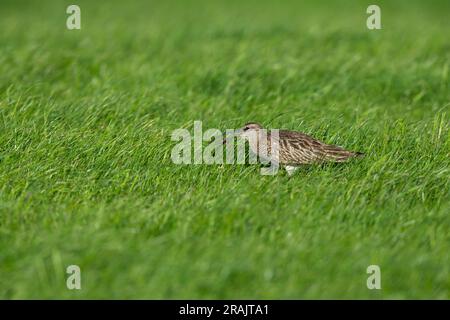 Eurasischer Wimbrel Numenius phaeopus, Futtersuche von Erwachsenen im Grünland, Loch Bhasapol, Tiree, Schottland, Vereinigtes Königreich, Mai Stockfoto