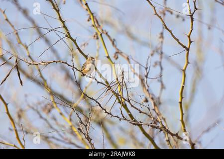 Fanschwanzwarbler Basileuterus lachrymosus, Erwachsener, hoch oben in der Wäsche, Pirang-Bonto Forest Park, Kombo East, Gambia, März Stockfoto