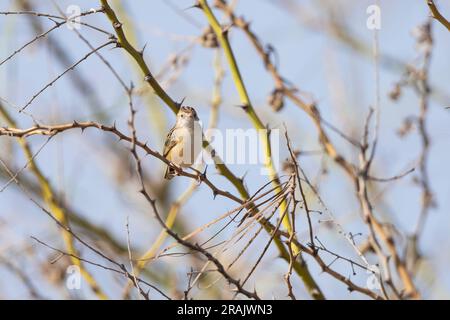 Fanschwanzwarbler Basileuterus lachrymosus, Erwachsener, hoch oben in der Wäsche, Pirang-Bonto Forest Park, Kombo East, Gambia, März Stockfoto