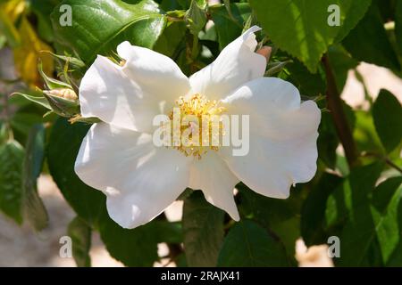 Rosa Sally Holmes Stockfoto