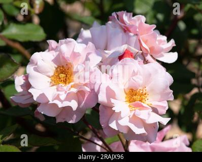 Rosa Clair Matin Stockfoto