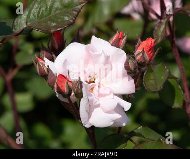 Rosa Clair Matin Stockfoto