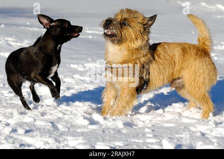 Hunde spielen im Schnee. Bewegungsunschärfe. Die Rasse der Hunde ist ein Cairn Terrier und der kleine Hund ist eine Mischung aus einem Chihuahua und einem Miniatur-Pinsche Stockfoto