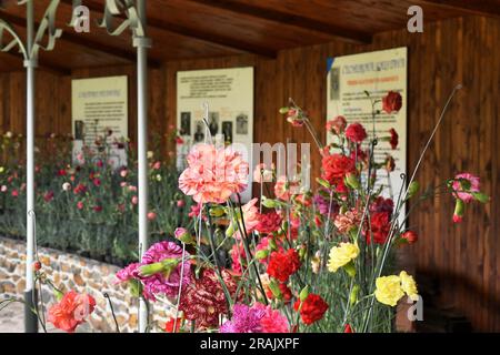 Klatovy, Tschechische Republik. 04. Juli 2023. Der 200. Jahrestag dieses Jahres wird von einer westböhmischen Gartenspezialität gefeiert - der speziell gezüchteten Klatovy-Nelke. Die Blumen, die zu einem der Symbole von Klatovy geworden sind, stehen Anfang Juli in voller Blüte. Blumen sind in Klatovy, Tschechische Republik, 4. Juli 2023 abgebildet. Kredit: Miroslav Chaloupka/CTK Photo/Alamy Live News Stockfoto