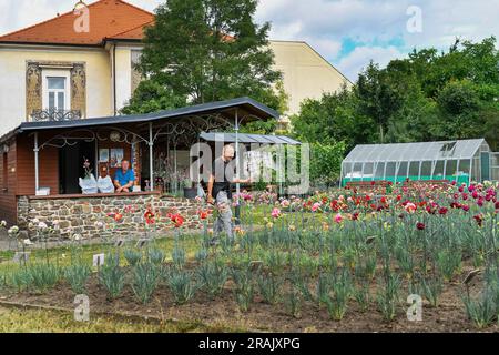 Klatovy, Tschechische Republik. 04. Juli 2023. Der 200. Jahrestag dieses Jahres wird von einer westböhmischen Gartenspezialität gefeiert - der speziell gezüchteten Klatovy-Nelke. Die Blumen, die zu einem der Symbole von Klatovy geworden sind, stehen Anfang Juli in voller Blüte. Blumen sind in Klatovy, Tschechische Republik, 4. Juli 2023 abgebildet. Kredit: Miroslav Chaloupka/CTK Photo/Alamy Live News Stockfoto