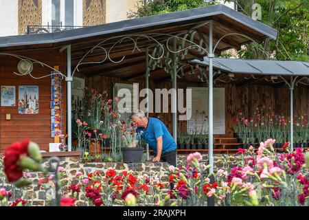 Klatovy, Tschechische Republik. 04. Juli 2023. Der 200. Jahrestag dieses Jahres wird von einer westböhmischen Gartenspezialität gefeiert - der speziell gezüchteten Klatovy-Nelke. Die Blumen, die zu einem der Symbole von Klatovy geworden sind, stehen Anfang Juli in voller Blüte. Blumen sind in Klatovy, Tschechische Republik, 4. Juli 2023 abgebildet. Kredit: Miroslav Chaloupka/CTK Photo/Alamy Live News Stockfoto