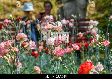 Klatovy, Tschechische Republik. 04. Juli 2023. Der 200. Jahrestag dieses Jahres wird von einer westböhmischen Gartenspezialität gefeiert - der speziell gezüchteten Klatovy-Nelke. Die Blumen, die zu einem der Symbole von Klatovy geworden sind, stehen Anfang Juli in voller Blüte. Blumen sind in Klatovy, Tschechische Republik, 4. Juli 2023 abgebildet. Kredit: Miroslav Chaloupka/CTK Photo/Alamy Live News Stockfoto