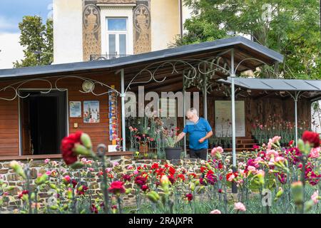 Klatovy, Tschechische Republik. 04. Juli 2023. Der 200. Jahrestag dieses Jahres wird von einer westböhmischen Gartenspezialität gefeiert - der speziell gezüchteten Klatovy-Nelke. Die Blumen, die zu einem der Symbole von Klatovy geworden sind, stehen Anfang Juli in voller Blüte. Blumen sind in Klatovy, Tschechische Republik, 4. Juli 2023 abgebildet. Kredit: Miroslav Chaloupka/CTK Photo/Alamy Live News Stockfoto