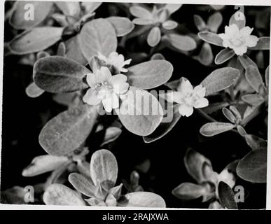 'Auswirkungen von Mineralstoffkonzentrationen auf Physiologie und Morphologie von Pflanzen' (1968) Stockfoto