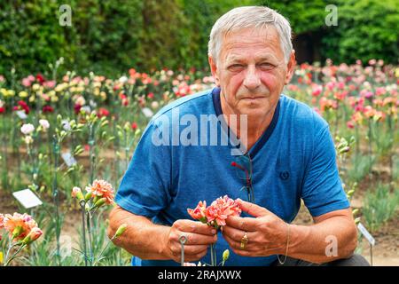 Klatovy, Tschechische Republik. 04. Juli 2023. Der 200. Jahrestag dieses Jahres wird von einer westböhmischen Gartenspezialität gefeiert - der speziell gezüchteten Klatovy-Nelke. Die Blumen, die zu einem der Symbole von Klatovy geworden sind, stehen Anfang Juli in voller Blüte. Der Anbauer Peter Posefka wird am 4. Juli 2023 in Klatovy, Tschechische Republik, abgebildet. Kredit: Miroslav Chaloupka/CTK Photo/Alamy Live News Stockfoto