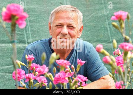 Klatovy, Tschechische Republik. 04. Juli 2023. Der 200. Jahrestag dieses Jahres wird von einer westböhmischen Gartenspezialität gefeiert - der speziell gezüchteten Klatovy-Nelke. Die Blumen, die zu einem der Symbole von Klatovy geworden sind, stehen Anfang Juli in voller Blüte. Der Anbauer Peter Posefka wird am 4. Juli 2023 in Klatovy, Tschechische Republik, abgebildet. Kredit: Miroslav Chaloupka/CTK Photo/Alamy Live News Stockfoto