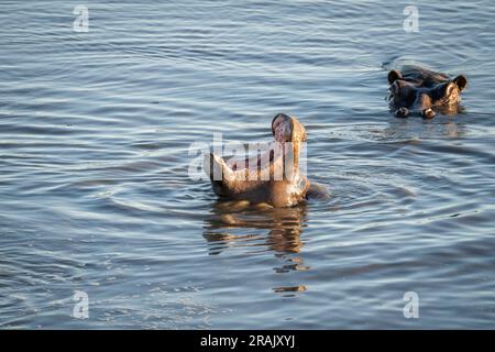 Hippo, Hippopotamus amphibius, Mund auf. Nilpferd-Unterwasser-Mund offen. Hwange-Nationalpark, Simbabwe, Afrika Stockfoto