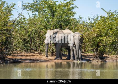 Elefanten genießen den Schlamm neben einem Wasserloch im Hwange-Nationalpark, Simbabwe, Afrika Stockfoto