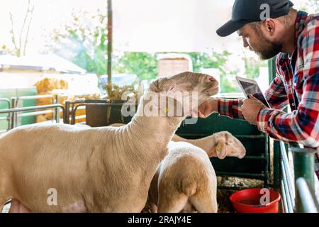 Der Bauer klopfte in der Koppel auf der Tierzuchtfarm, Schafe genießen es, gestopft zu werden. Stockfoto