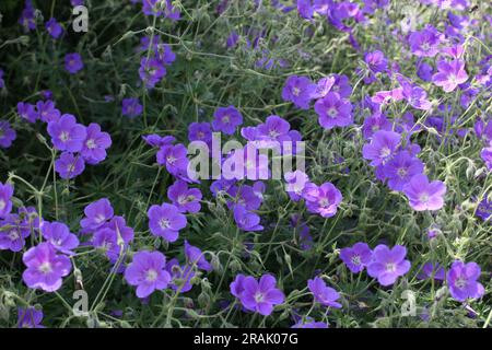 Hardy Geranium 'Orion' in Blume Stockfoto