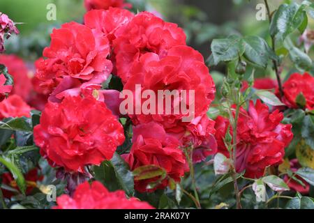 Rosa "heiße Schokolade" in Blume. Stockfoto