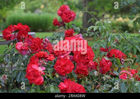 Rosa "heiße Schokolade" in Blume. Stockfoto