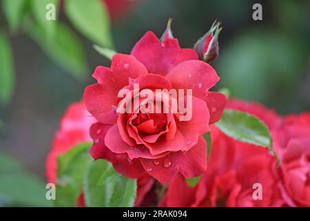 Rosa "heiße Schokolade" in Blume. Stockfoto